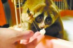北京酒店出現懶猴 被不明身份人帶走