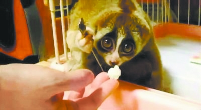 北京酒店出現懶猴