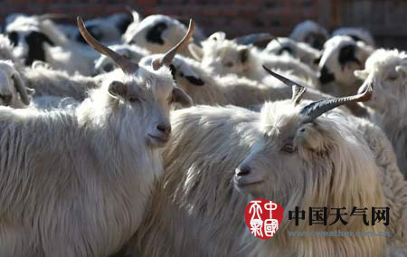 內(nèi)蒙古大風(fēng)吹雪 50%面積積雪這大風(fēng)也是特別冷哦