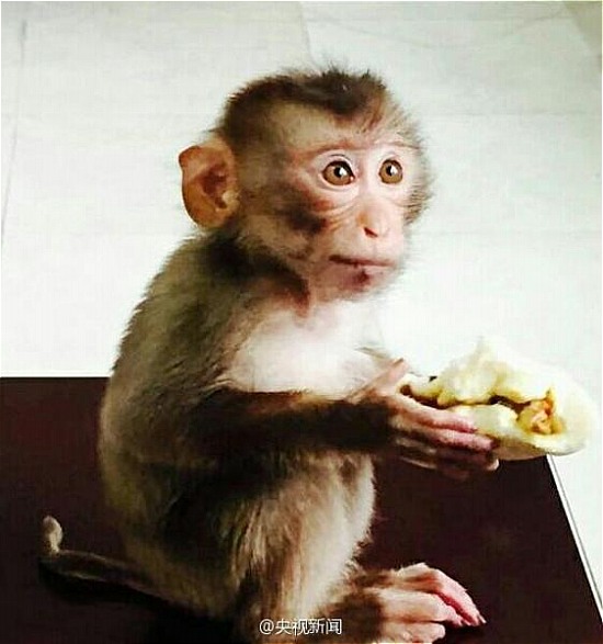南京現(xiàn)食蟹猴