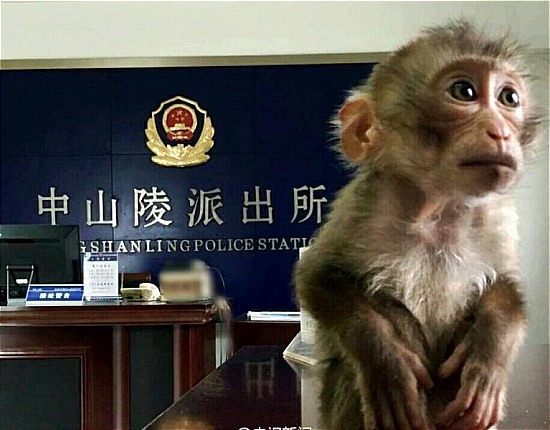 南京現(xiàn)食蟹猴