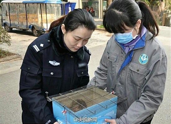 南京現(xiàn)食蟹猴
