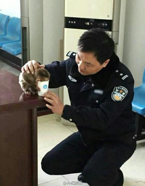 南京現(xiàn)食蟹猴