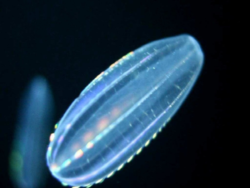 會發(fā)光的彩虹水母