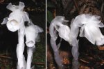 水晶蘭也叫“死亡之花” 水晶蘭不是蘭花