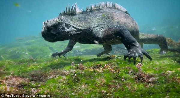 現(xiàn)實(shí)版哥斯拉現(xiàn)身