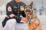 美軍犬遭炸彈炸傷獲“迪金勛章”