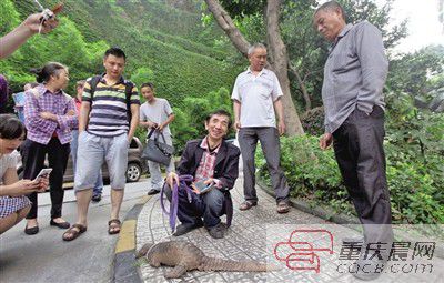 小區(qū)竄出穿山甲