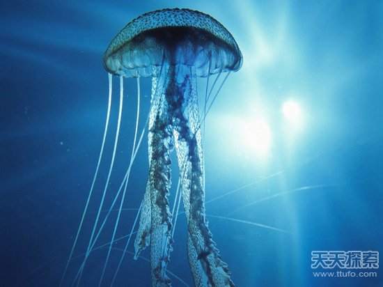 揭秘全球十大最毒動物 人類碰之斃命