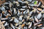 秦皇島海虹中毒 秦皇島發生多起食用海虹中毒病例