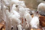 陜西現死亡之花 水晶蘭