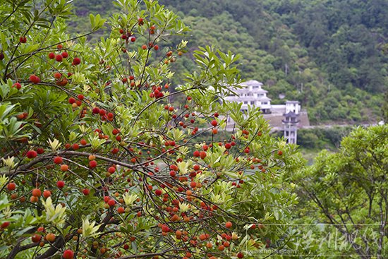 永嘉楊梅采摘