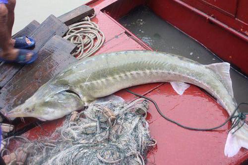 長江現(xiàn)兇猛食肉魚鱘鰉魚