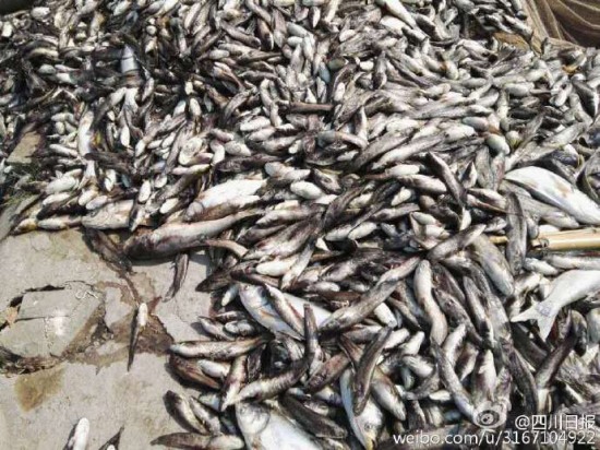 高溫熱死魚