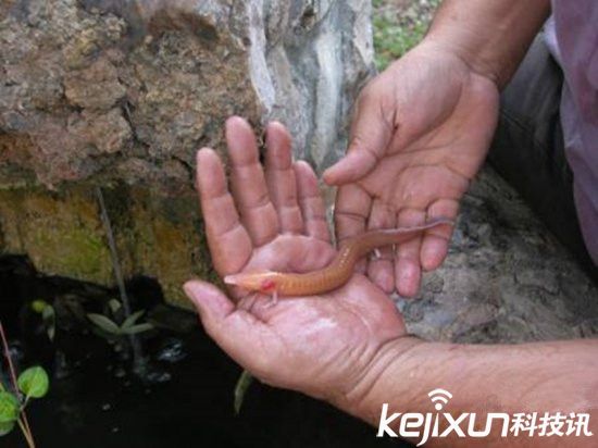 男子發(fā)現(xiàn)像龍生物