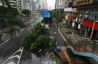 臺風(fēng)莫蘭蒂登陸福建廈門 大樹被連根拔起