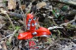 奇花現(xiàn)炎陵神農(nóng)谷 奇花不是花是蘘荷野生姜果實(shí)