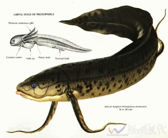 肺魚