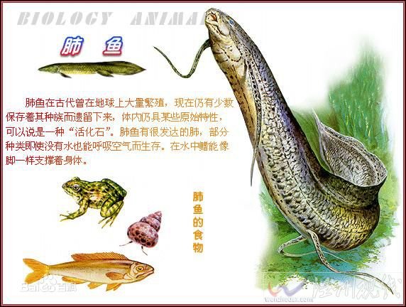 肺魚