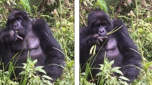 猩猩被偷拍豎中指