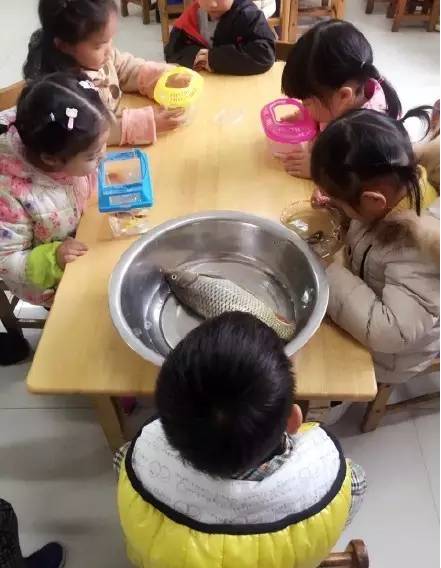 帶魚孩子刷爆網絡