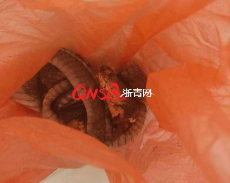 男子踏青遇70cm長(zhǎng)蛇