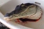 鱷魚頭現鬼魅一笑