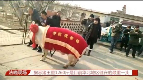 1260斤豬接新娘