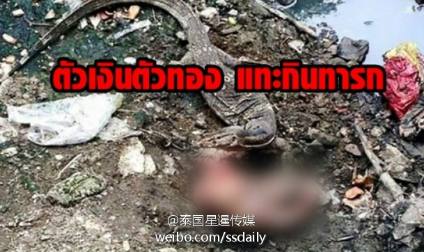 泰國巨型蜥蜴吃掉嬰兒