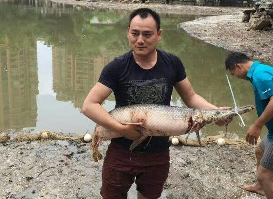 小區撈出頂級毒魚鱷雀鱔