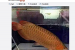 羅玉鳳曬晚飯照 鳳姐