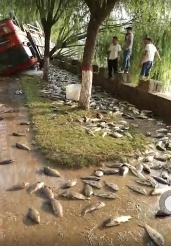 車側(cè)翻魚兒遭哄搶