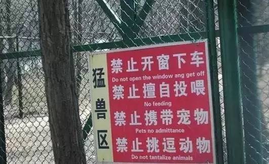 游客開車窗喂熊