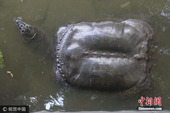 福建水池內現(xiàn)神秘巨黿
