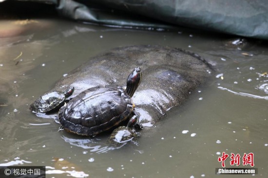 福建水池內現(xiàn)神秘巨黿
