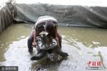 福建水池內現神秘巨黿
