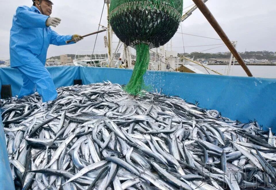 日本遭遇秋刀魚荒