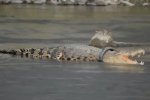 鱷魚戴輪胎項圈 鱷魚繼續長大可能會被勒死