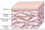 科學家發現新器官間質組織