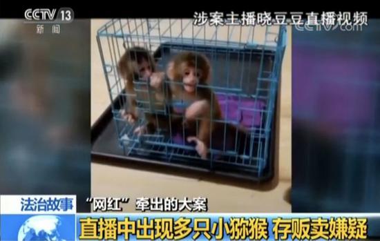 直播養(yǎng)猴牽出大案