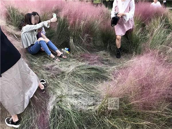 成都網紅粉黛遭殃