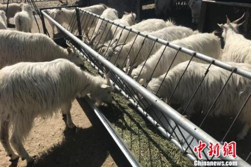 羊肉價格坐上火箭：北京羊肉漲價，12月漲到38元一斤了，北京羊肉還算便宜的，溫州鄉下一些菜市場賣的本地羊肉，去年就賣到60多元一斤了，到農村養殖戶買黑山羊價格更貴，要75元一斤，過年還會漲價。</