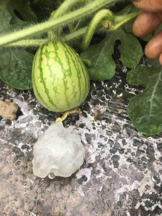 溫州冰雹砸傷學生