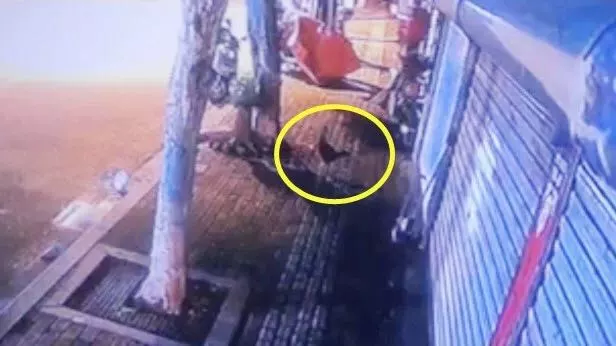 9000元寵物雞被偷