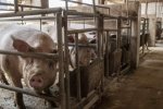 豬肉價格大漲 2019年底豬肉價格將大漲70%