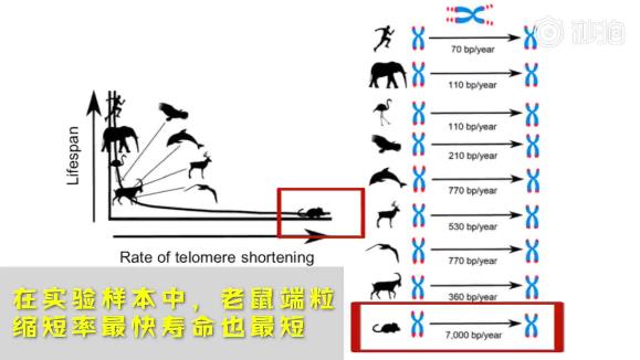 端粒縮短率可以預測物種壽命