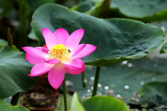 百年古蓮復(fù)活開花