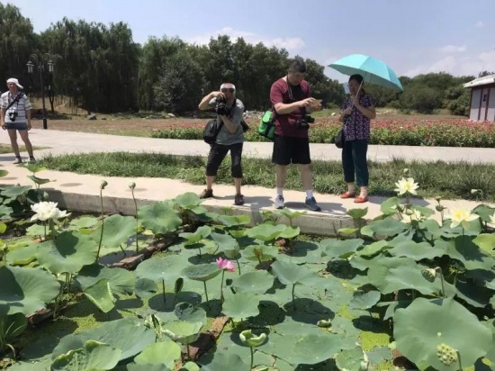 百年古蓮復(fù)活開花