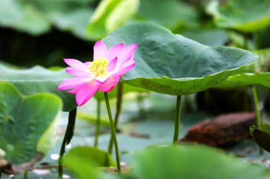 百年古蓮復(fù)活開花