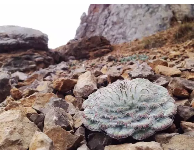 摘瀕危植物煮泡面